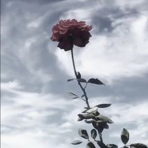 Meet your Posher, Erikalane